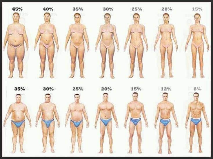 Percentage Body Fat image