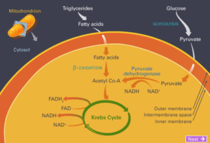 Keto-Adapted เมื่อร่างกายใช้คีโต คีโตอแดป คืออะไร